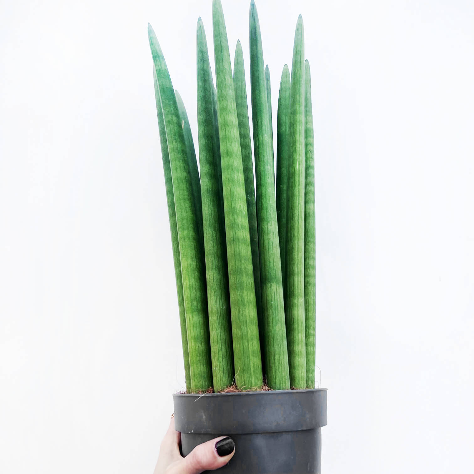 Sansevieria Cylindrica