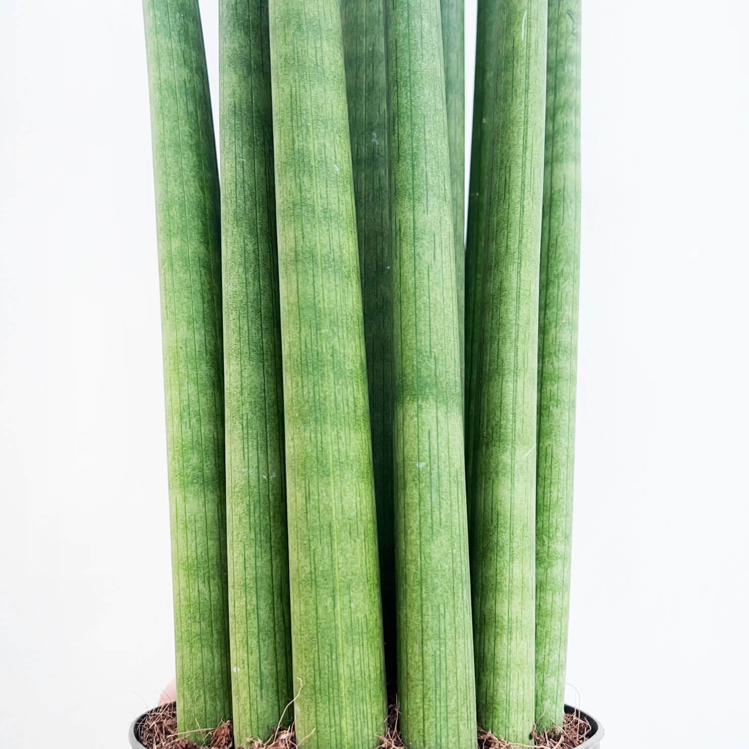 Sansevieria Cylindrica