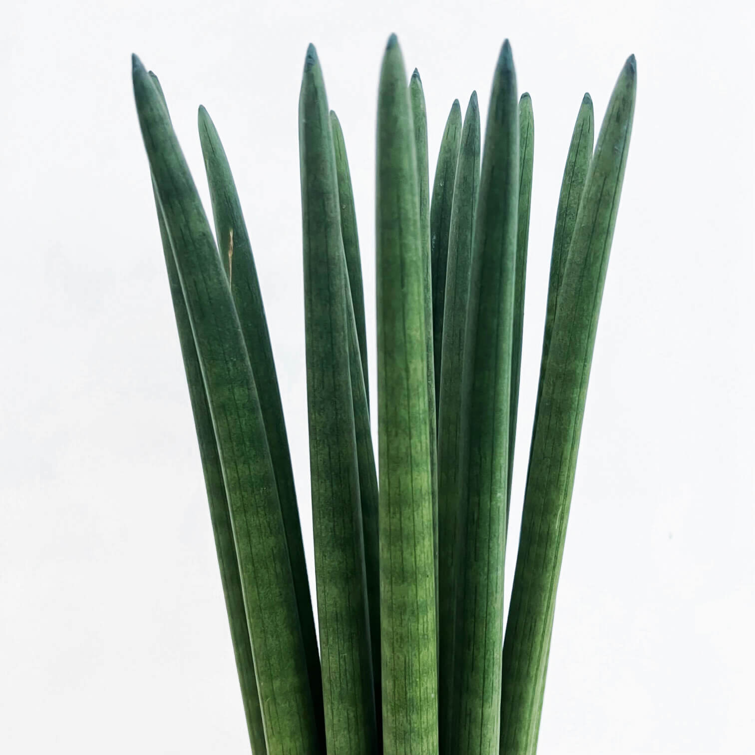 Sansevieria Cylindrica