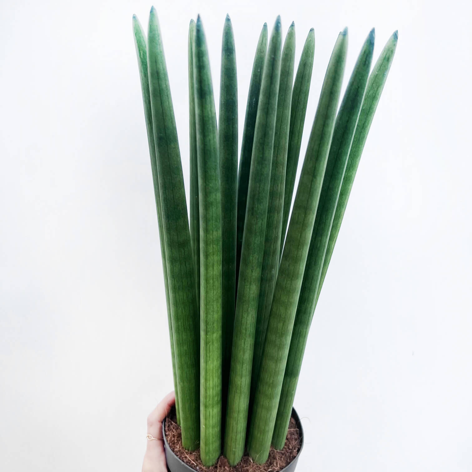 Sansevieria Cylindrica