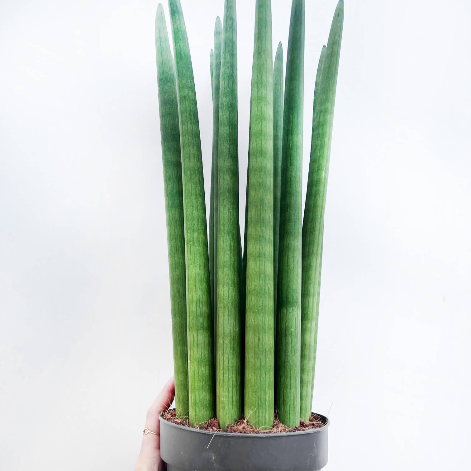 Sansevieria Cylindrica