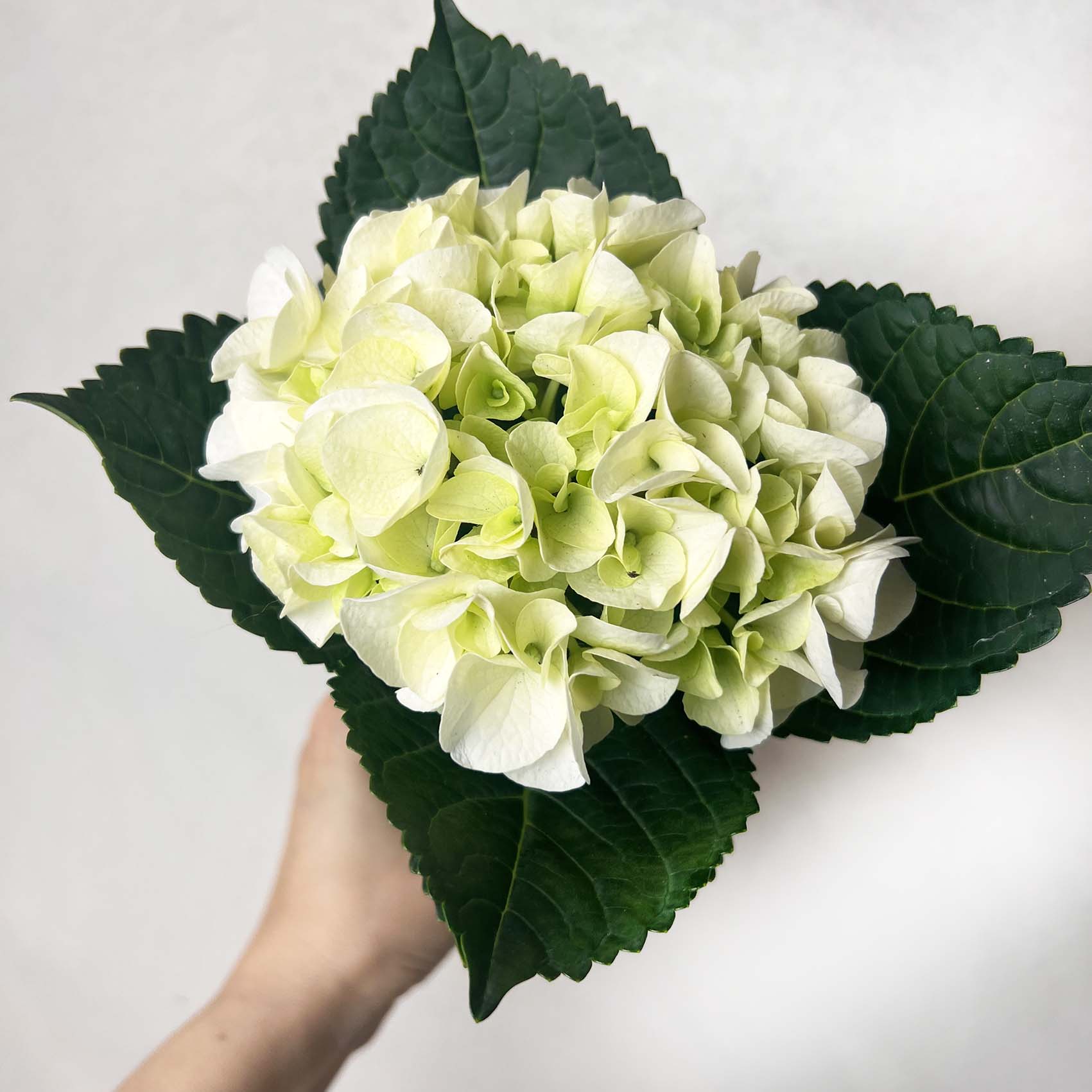 Ortensia (Hydrangea Macrophylla) Early Bianco