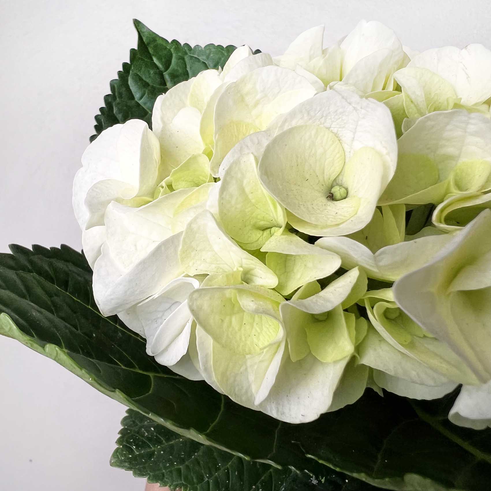 Ortensia (Hydrangea Macrophylla) Early Bianco