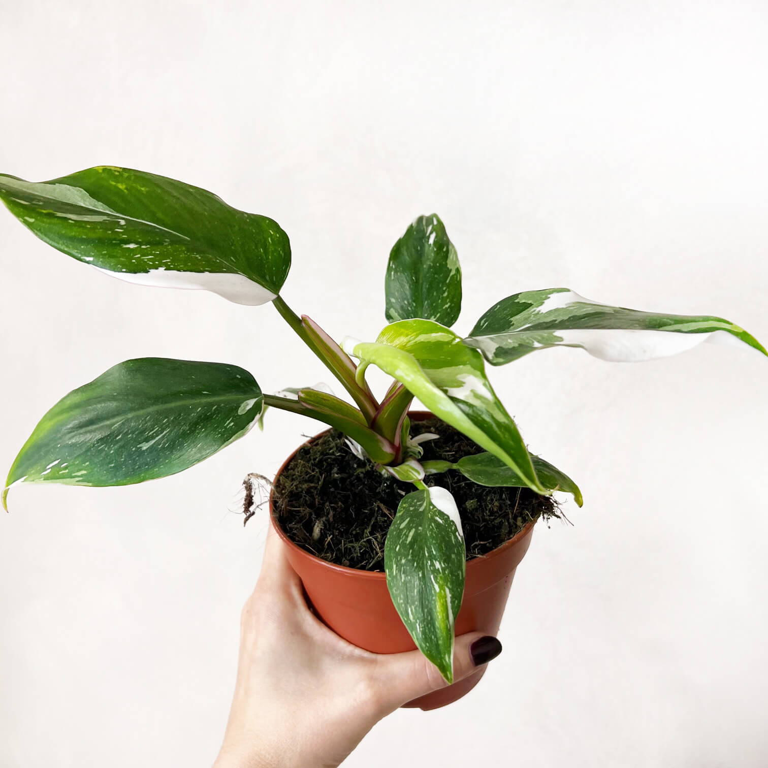 Philodendron White Princess