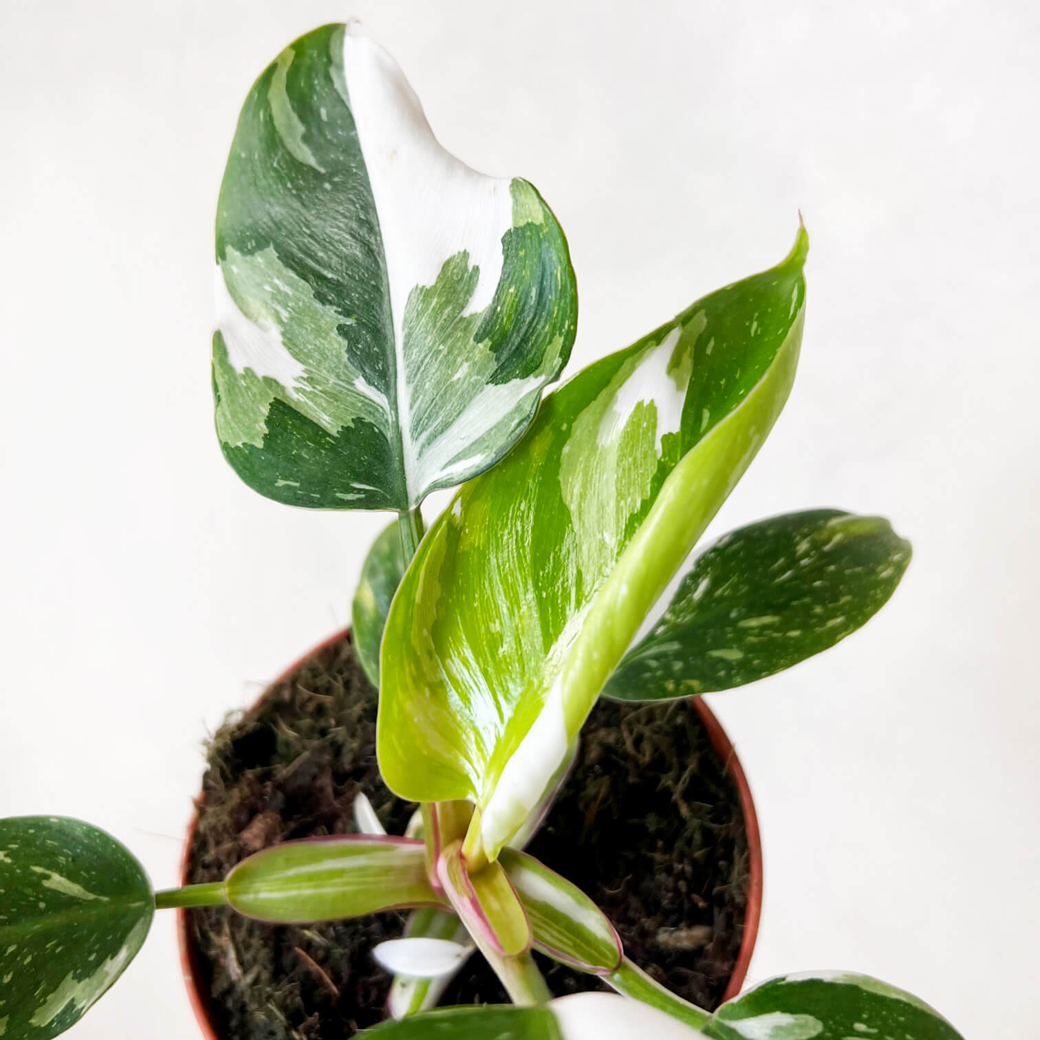 Philodendron White Princess