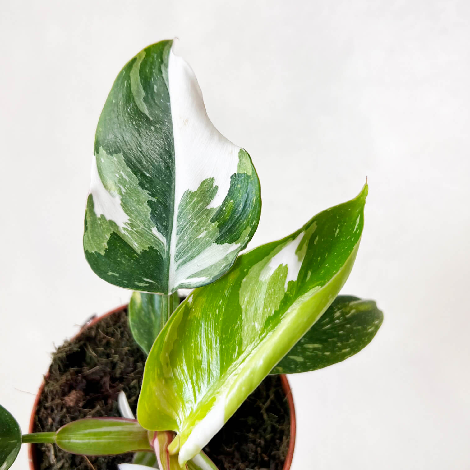 Philodendron White Princess