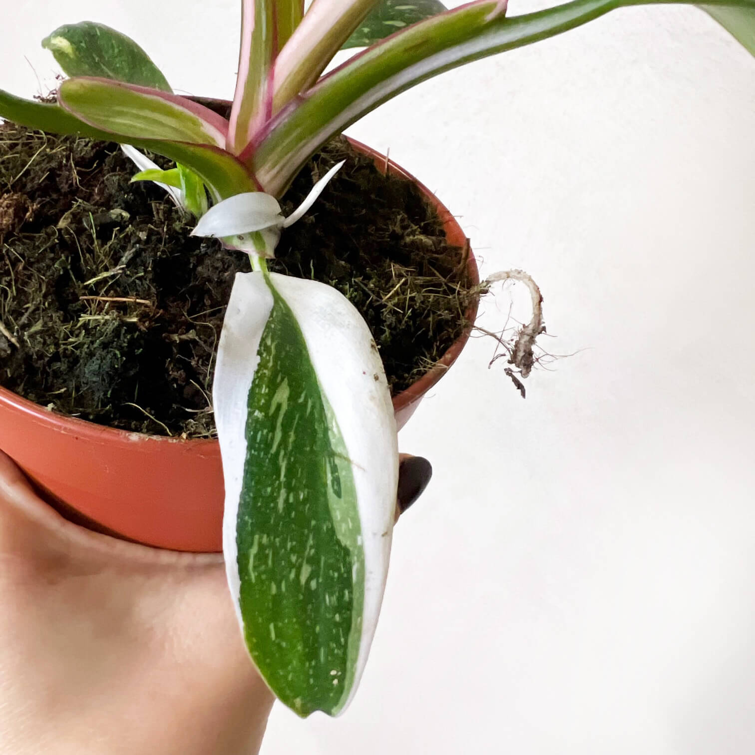Philodendron White Princess
