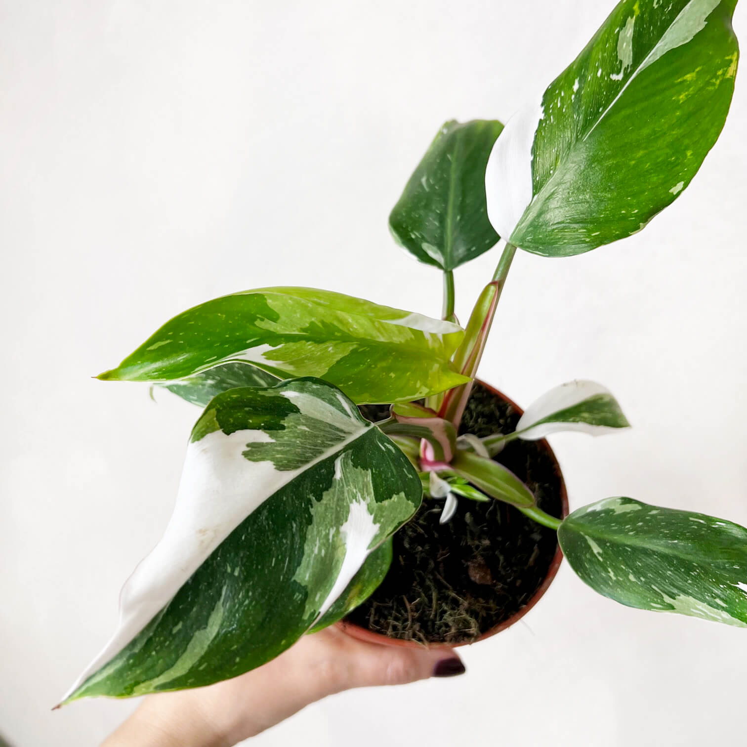 Philodendron White Princess