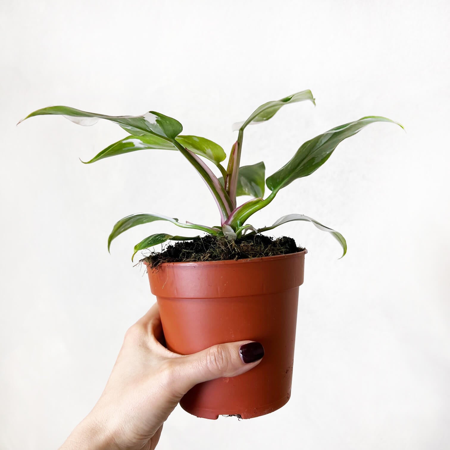 Philodendron White Princess