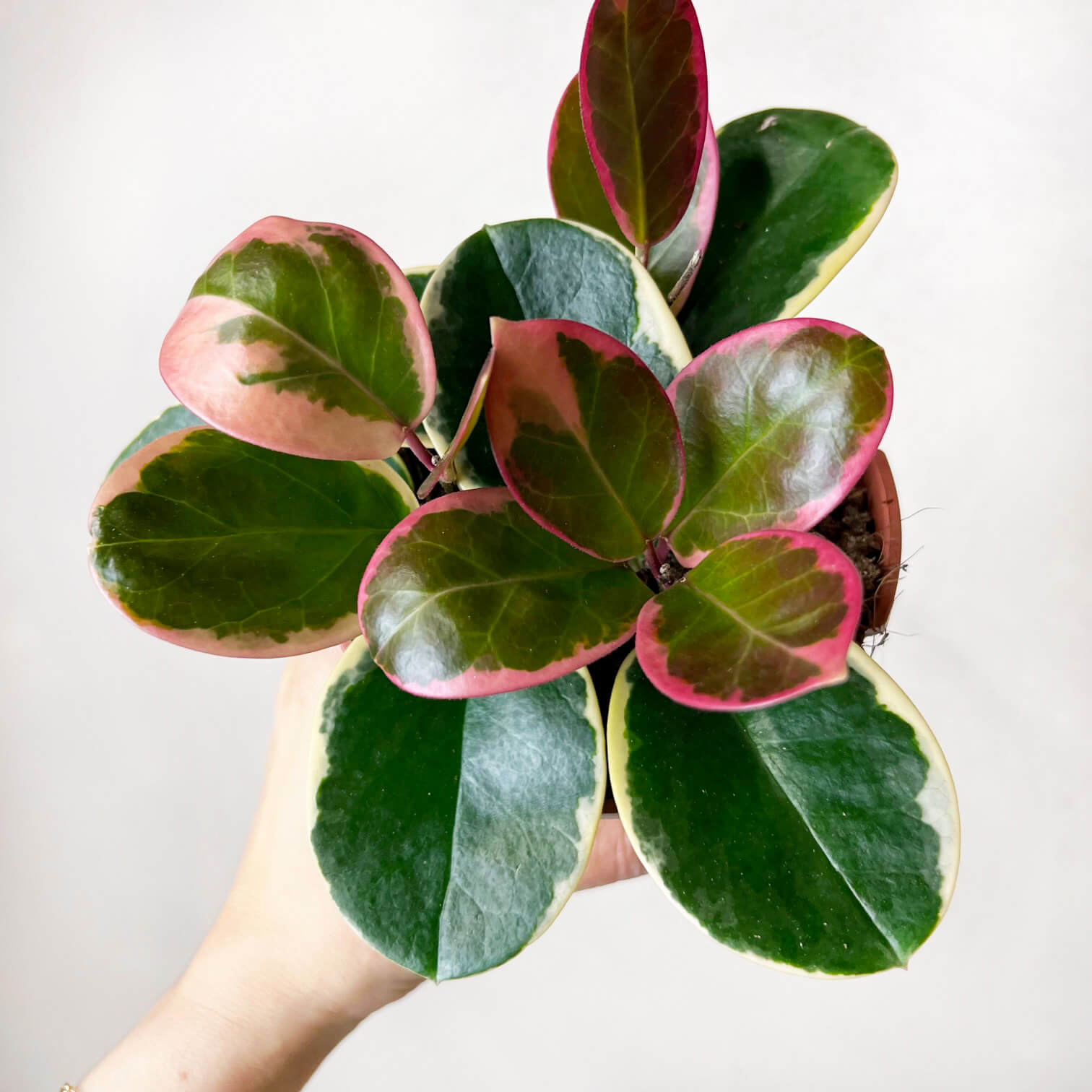 Hoya australis Blondie