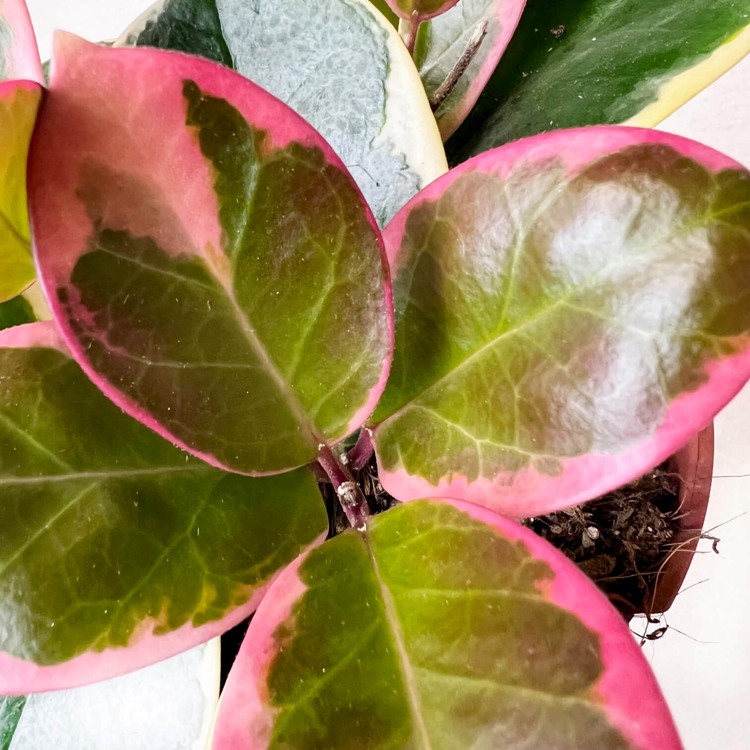 Hoya australis Blondie