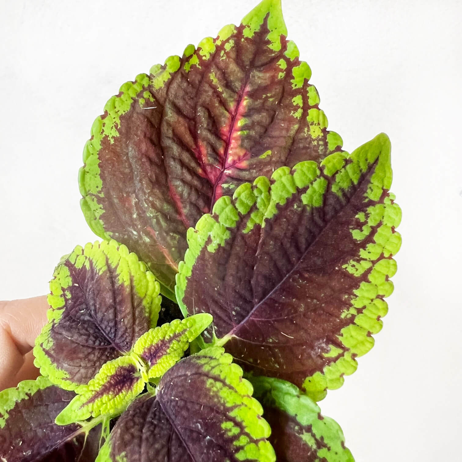 Coleus