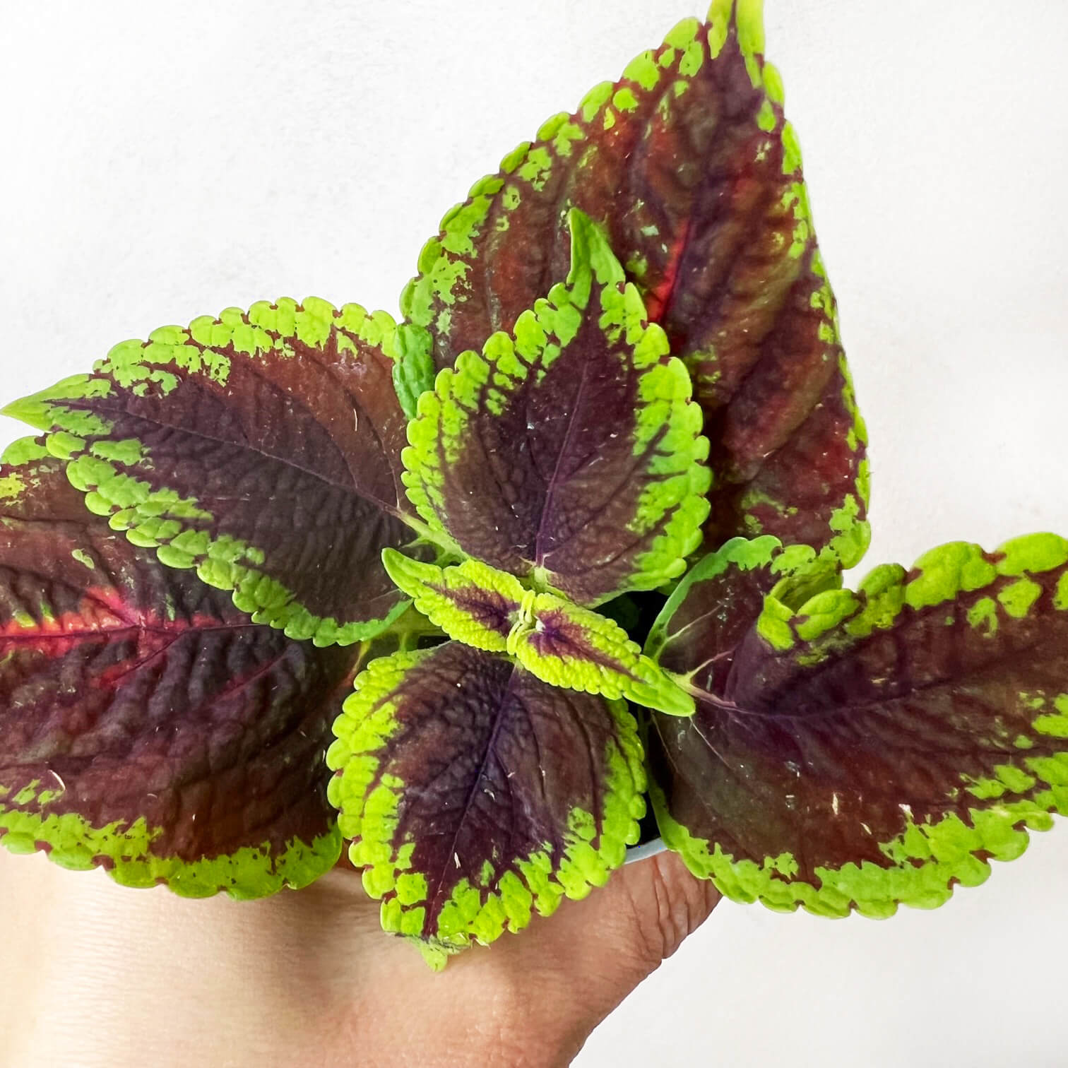 Coleus