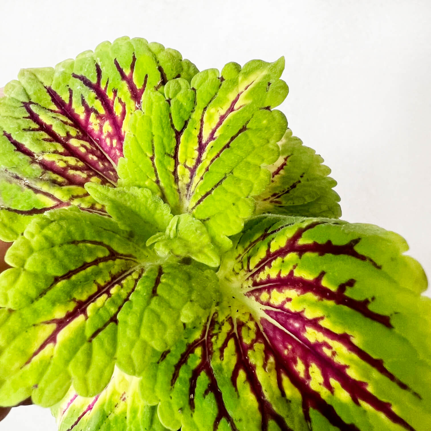 Coleus Spacecake