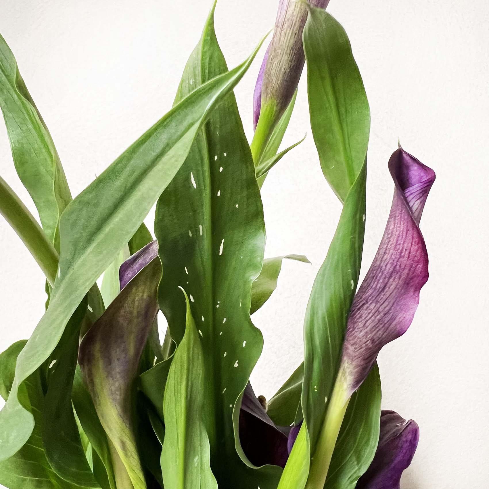 Calla /Zantedaschia Viola
