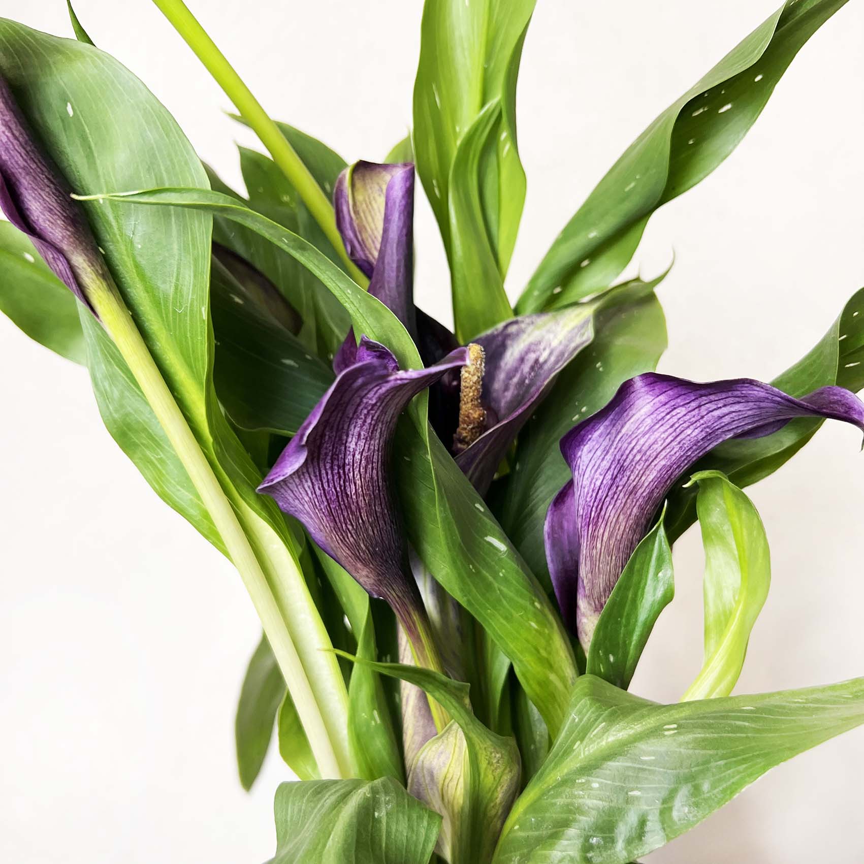 Calla /Zantedaschia Viola