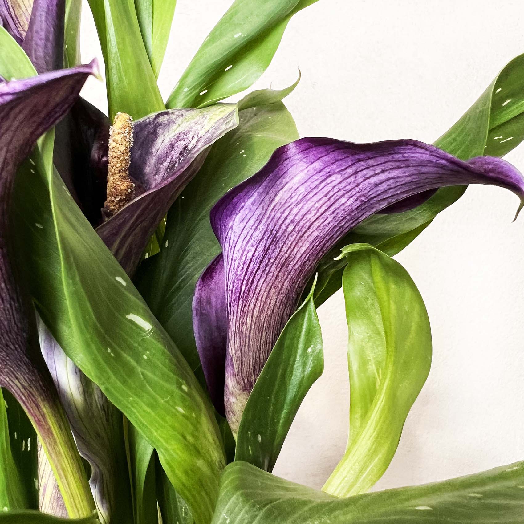 Calla /Zantedaschia Viola