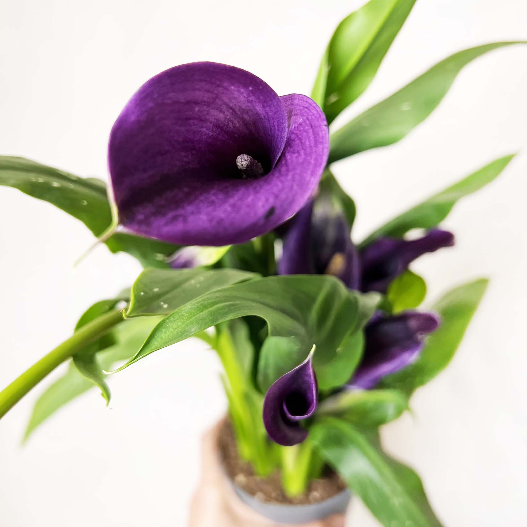 Calla /Zantedaschia Viola