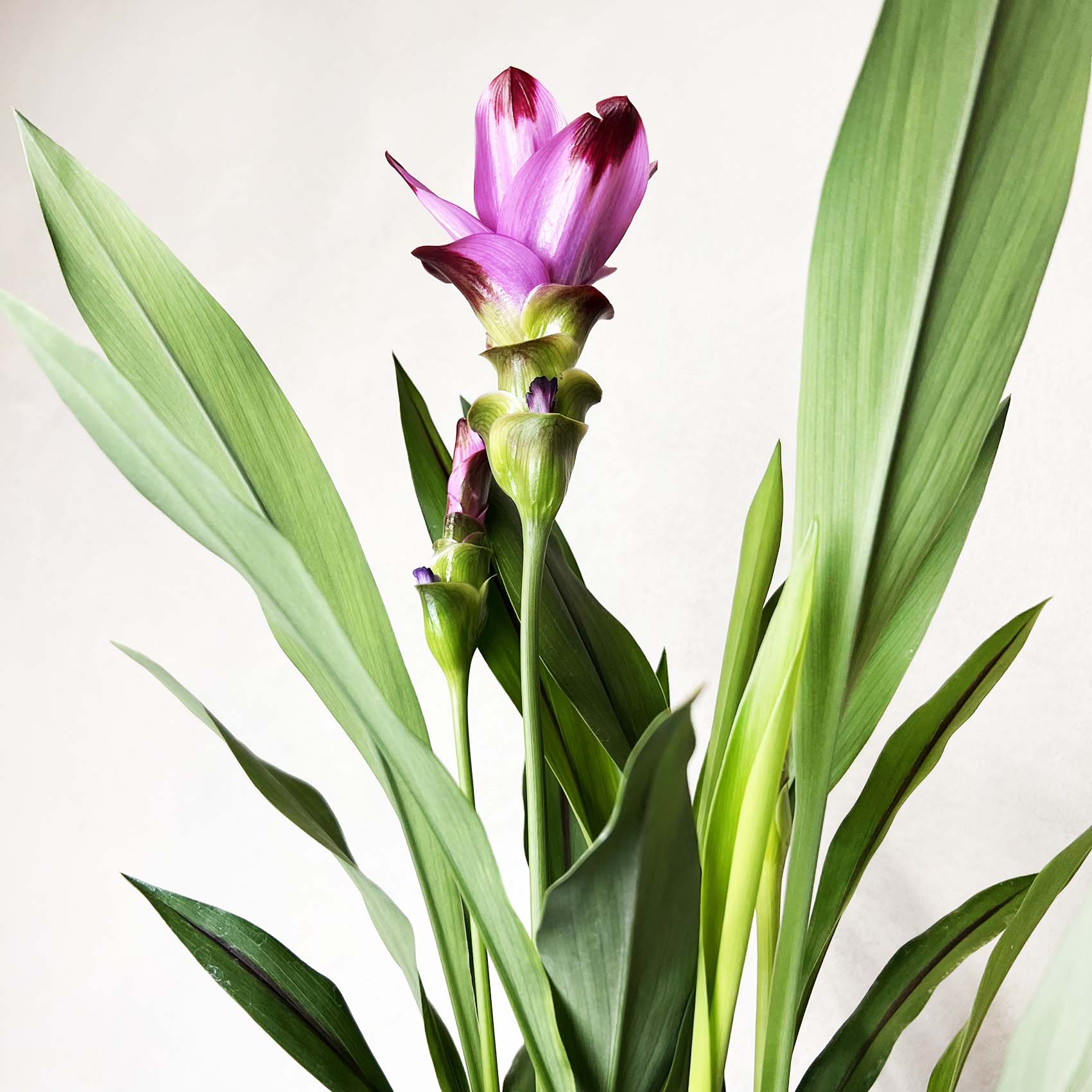 Curcuma alismatifolia “Siam Splash”