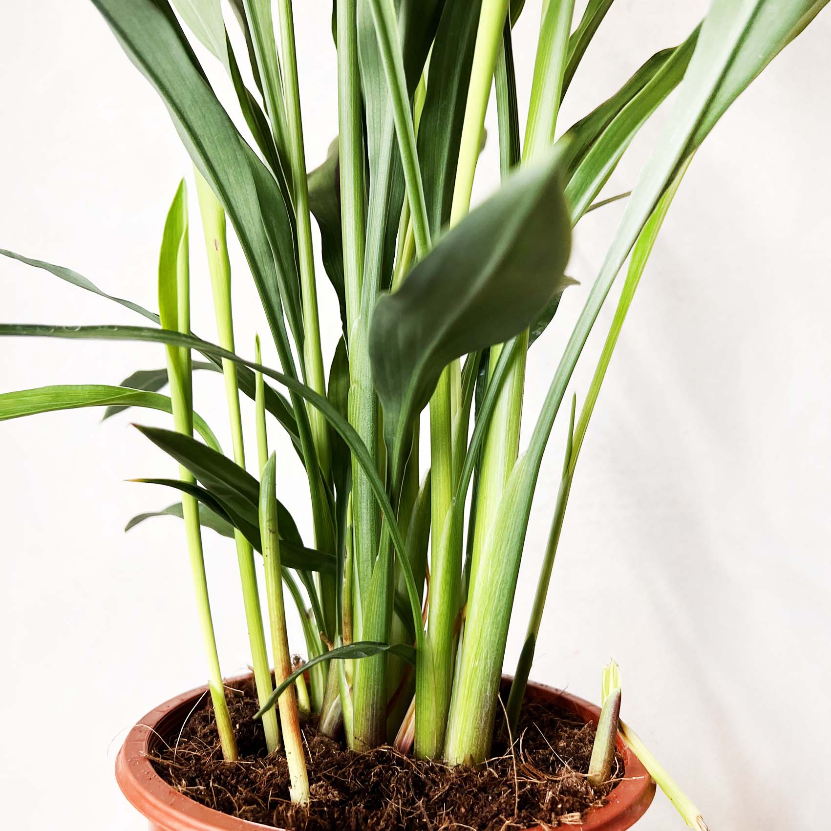 Curcuma alismatifolia “Siam Splash”