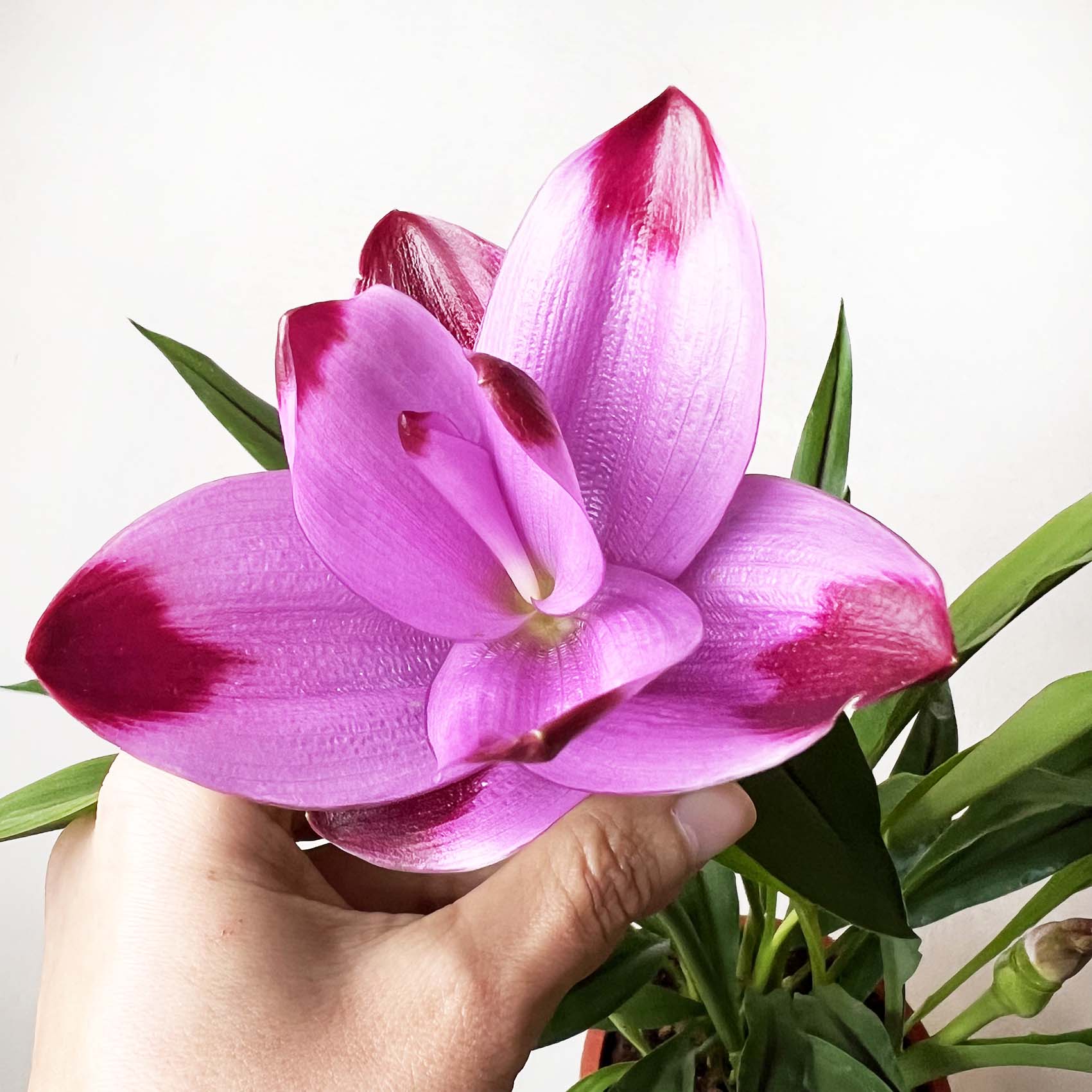 Curcuma alismatifolia “Siam Splash”