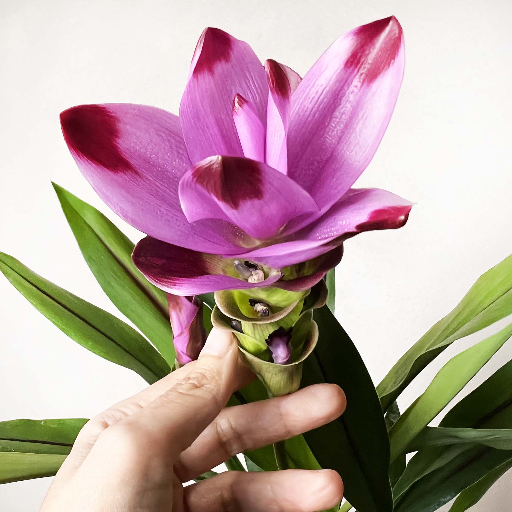 Curcuma alismatifolia “Siam Splash”