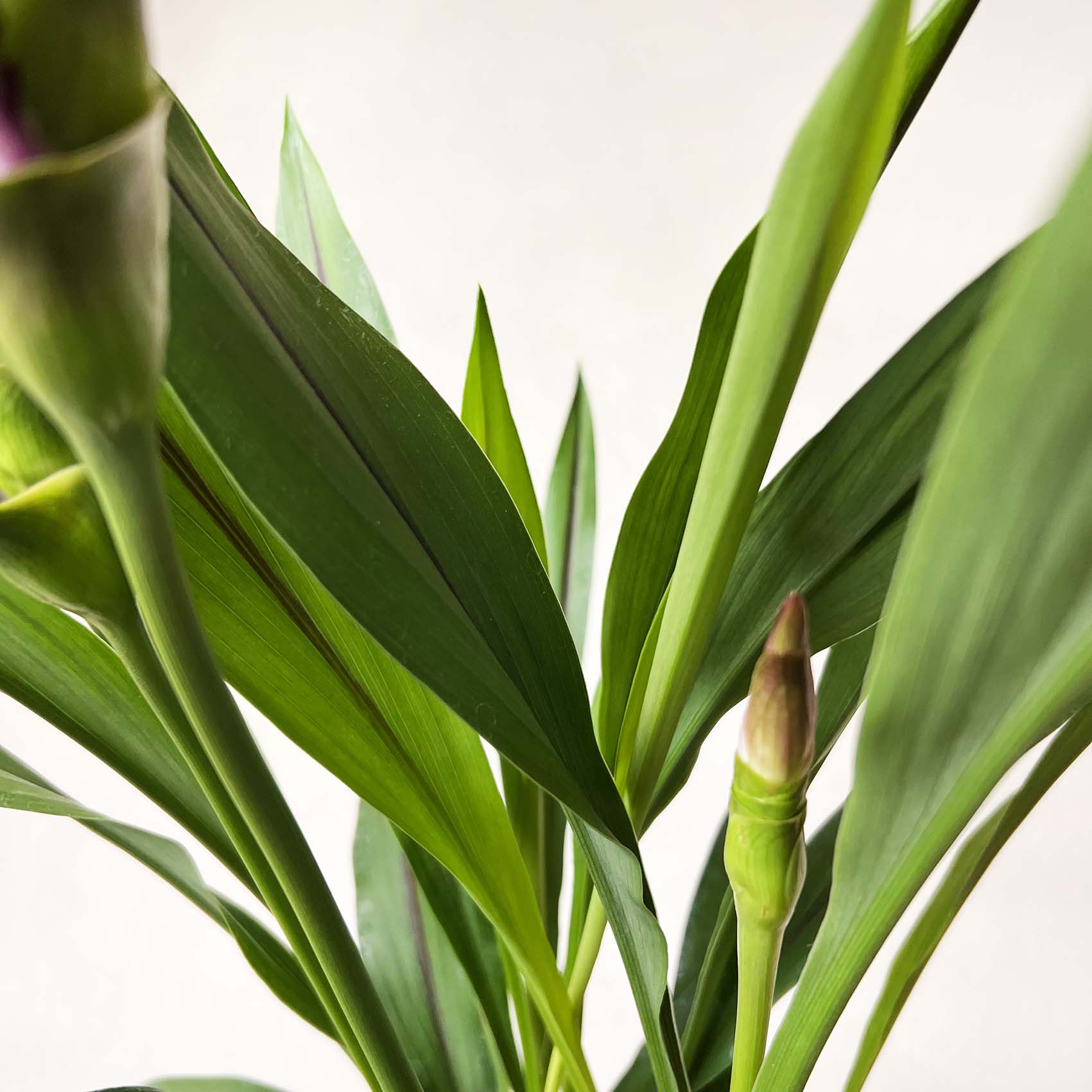 Curcuma alismatifolia “Siam Splash”