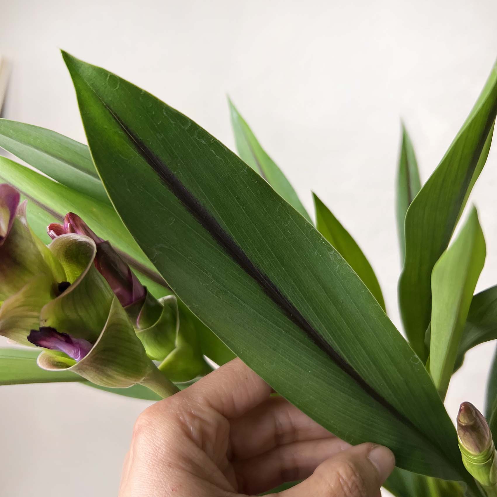 Curcuma alismatifolia “Siam Splash”