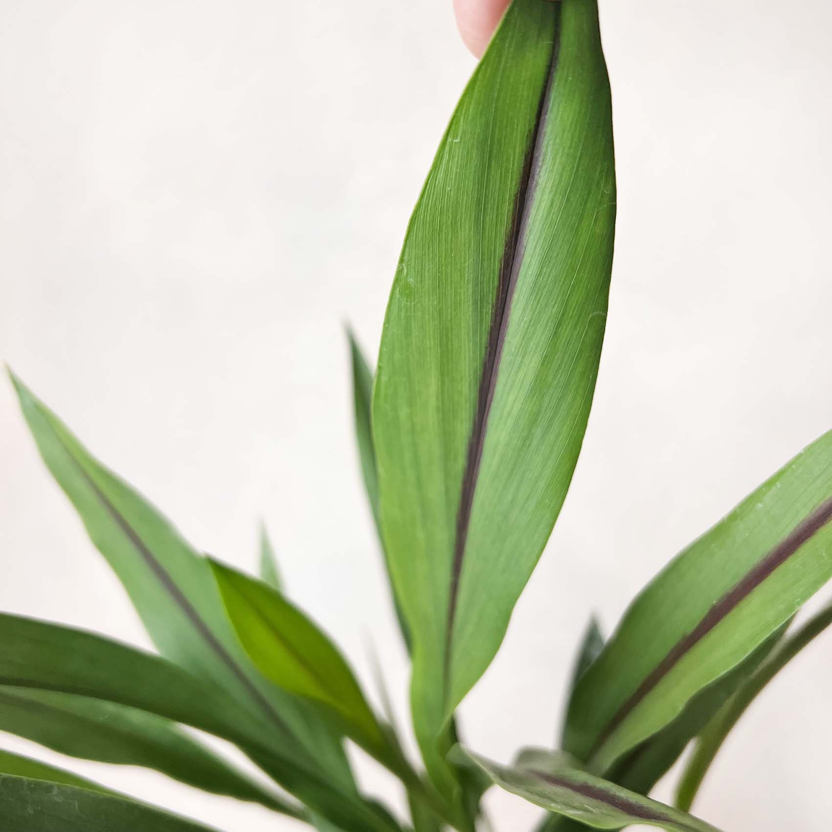 Curcuma alismatifolia “Siam Splash”