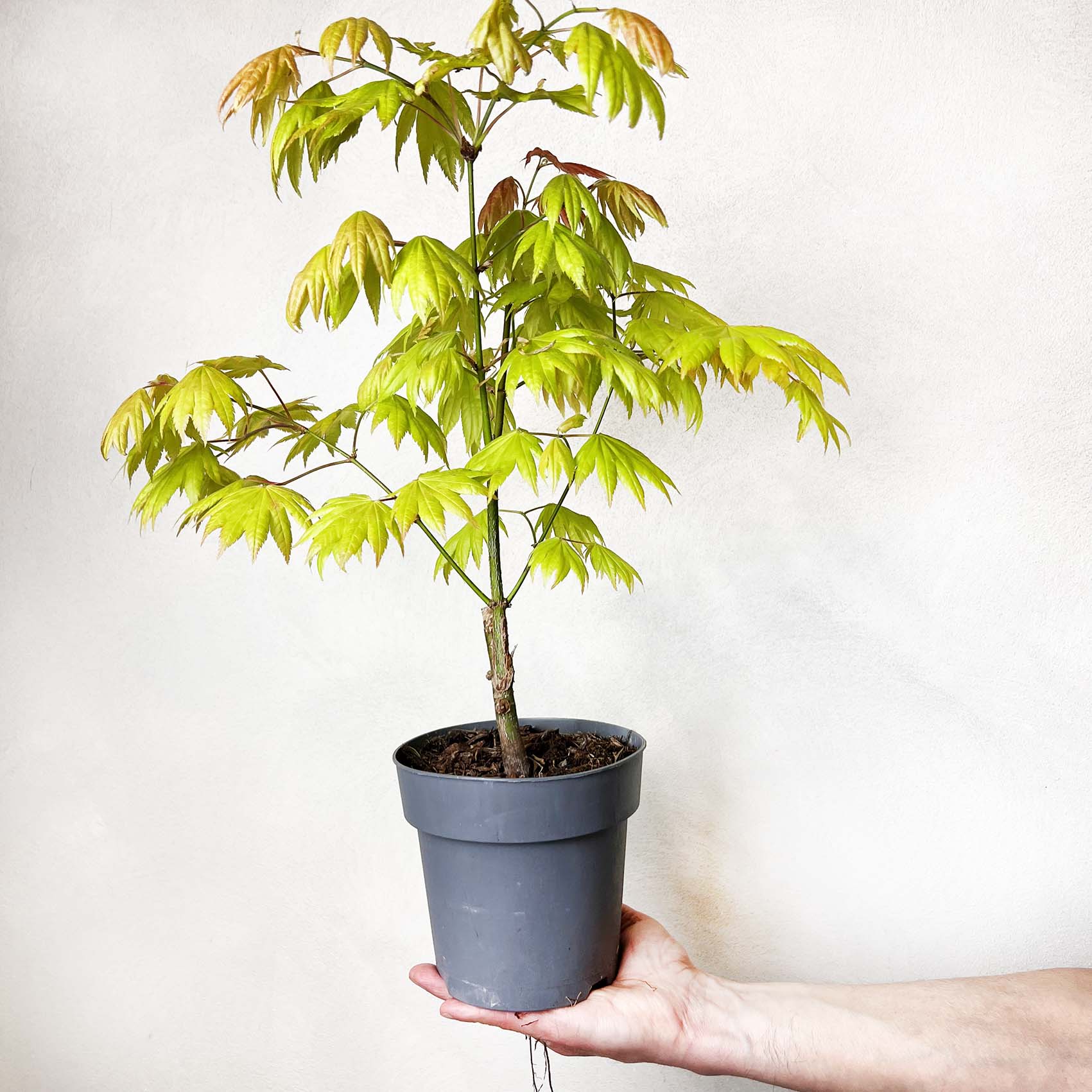 Acero palmatum Orange dream