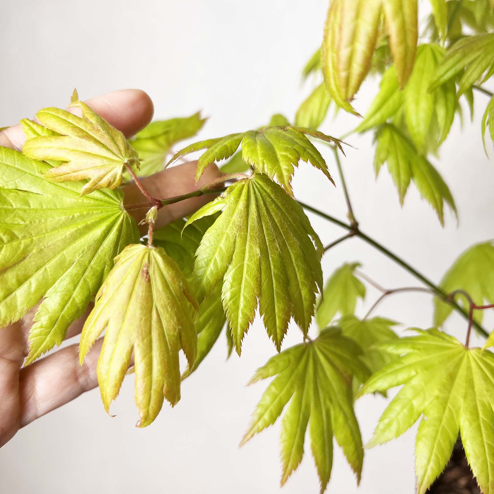 Acero palmatum Orange dream