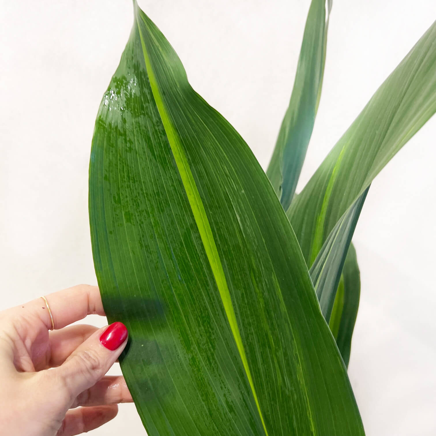 Aspidistra Akebono