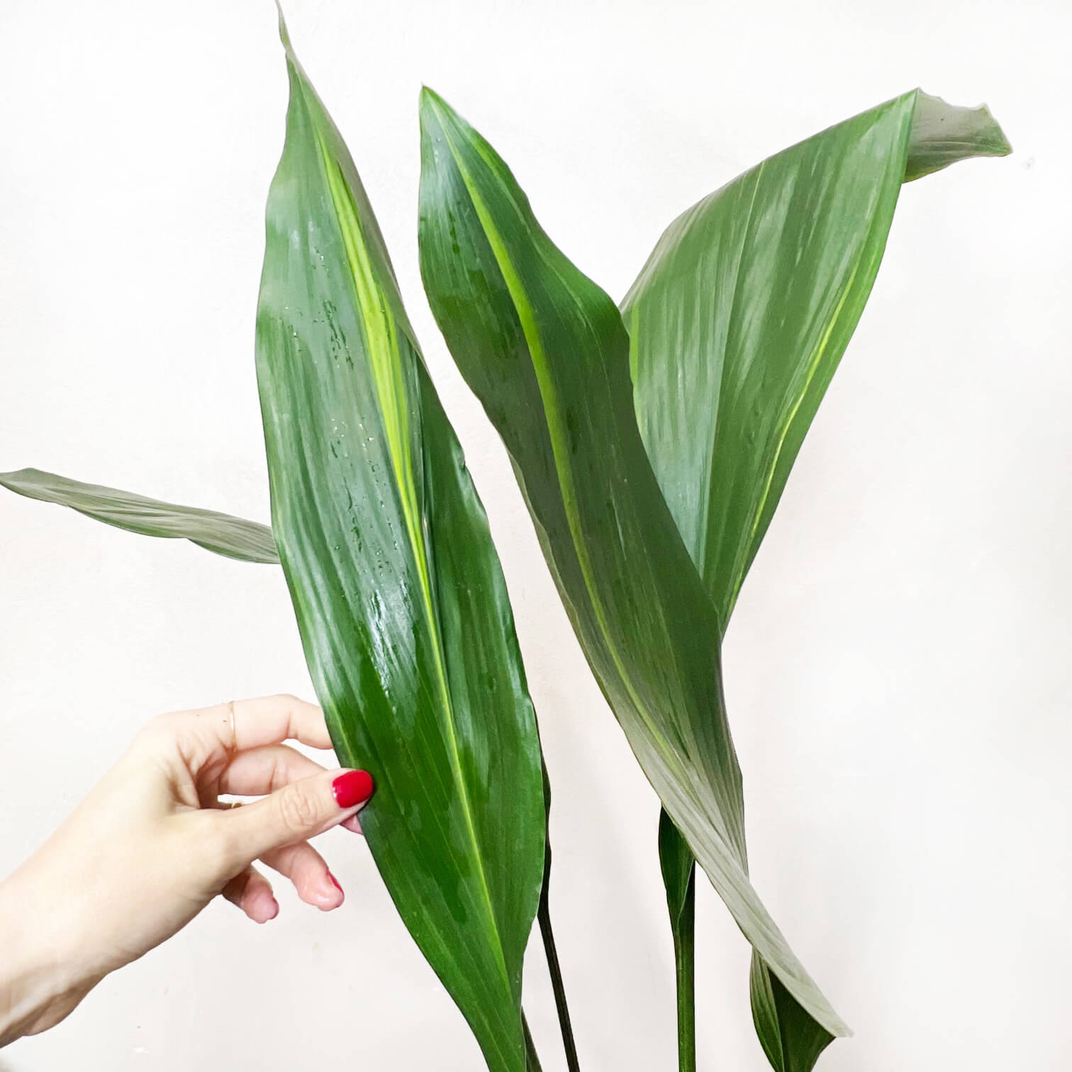 Aspidistra Akebono