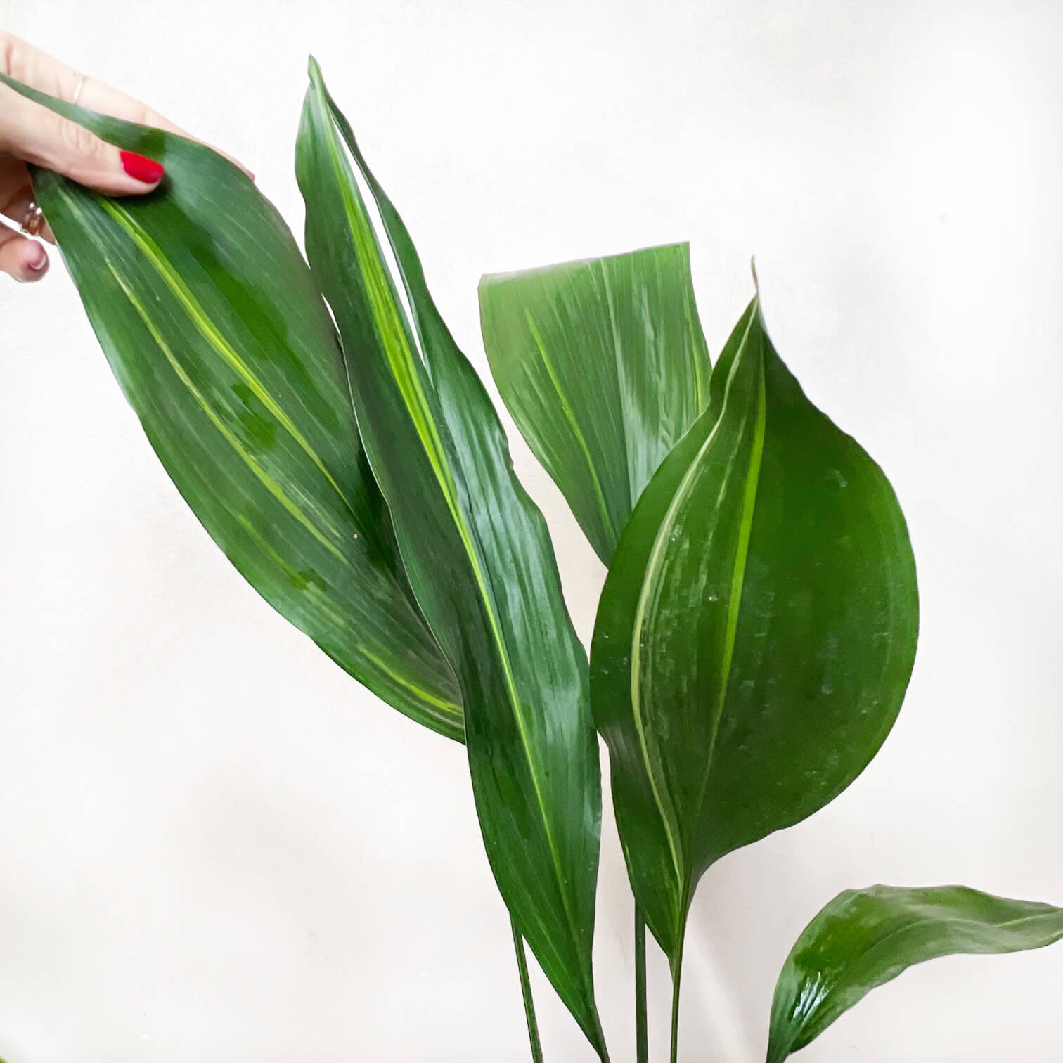 Aspidistra Akebono