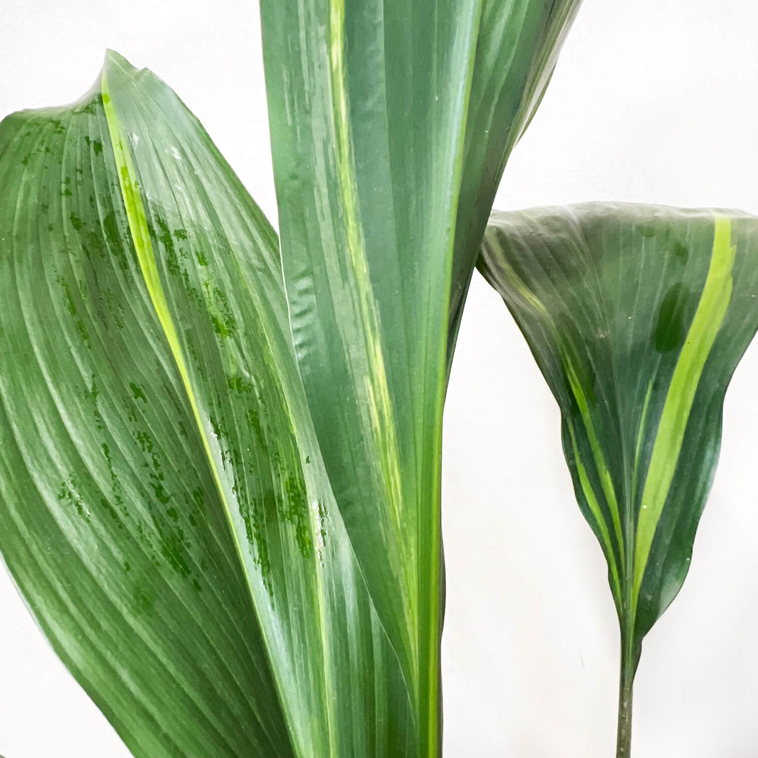 Aspidistra Akebono