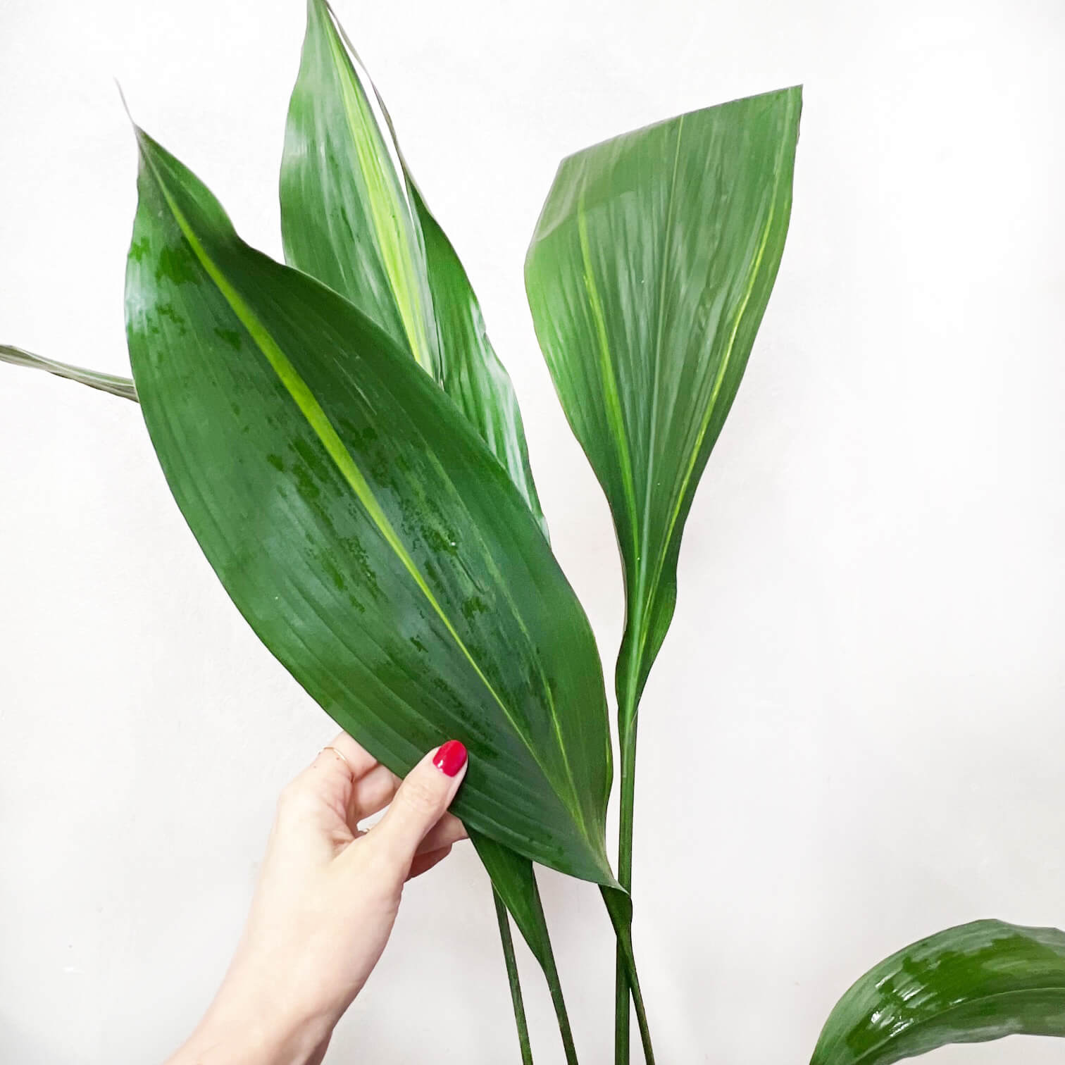 Aspidistra Akebono