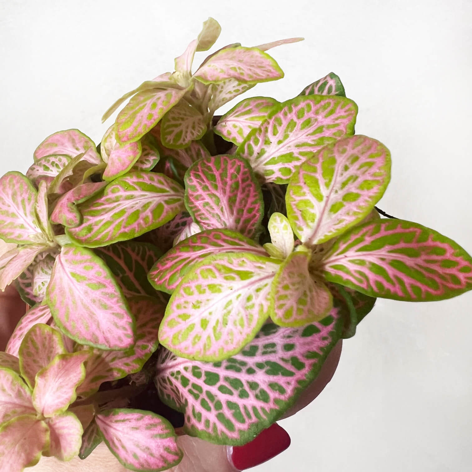 Fittonia Ruby Lime