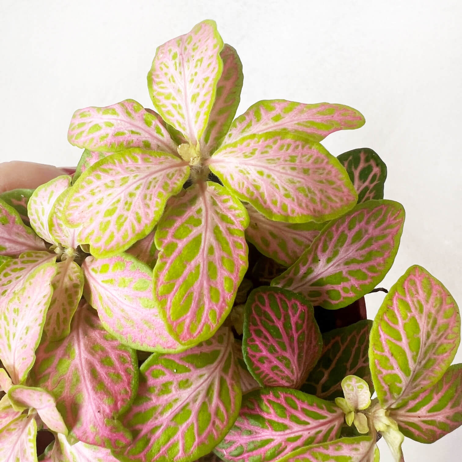 Fittonia Ruby Lime
