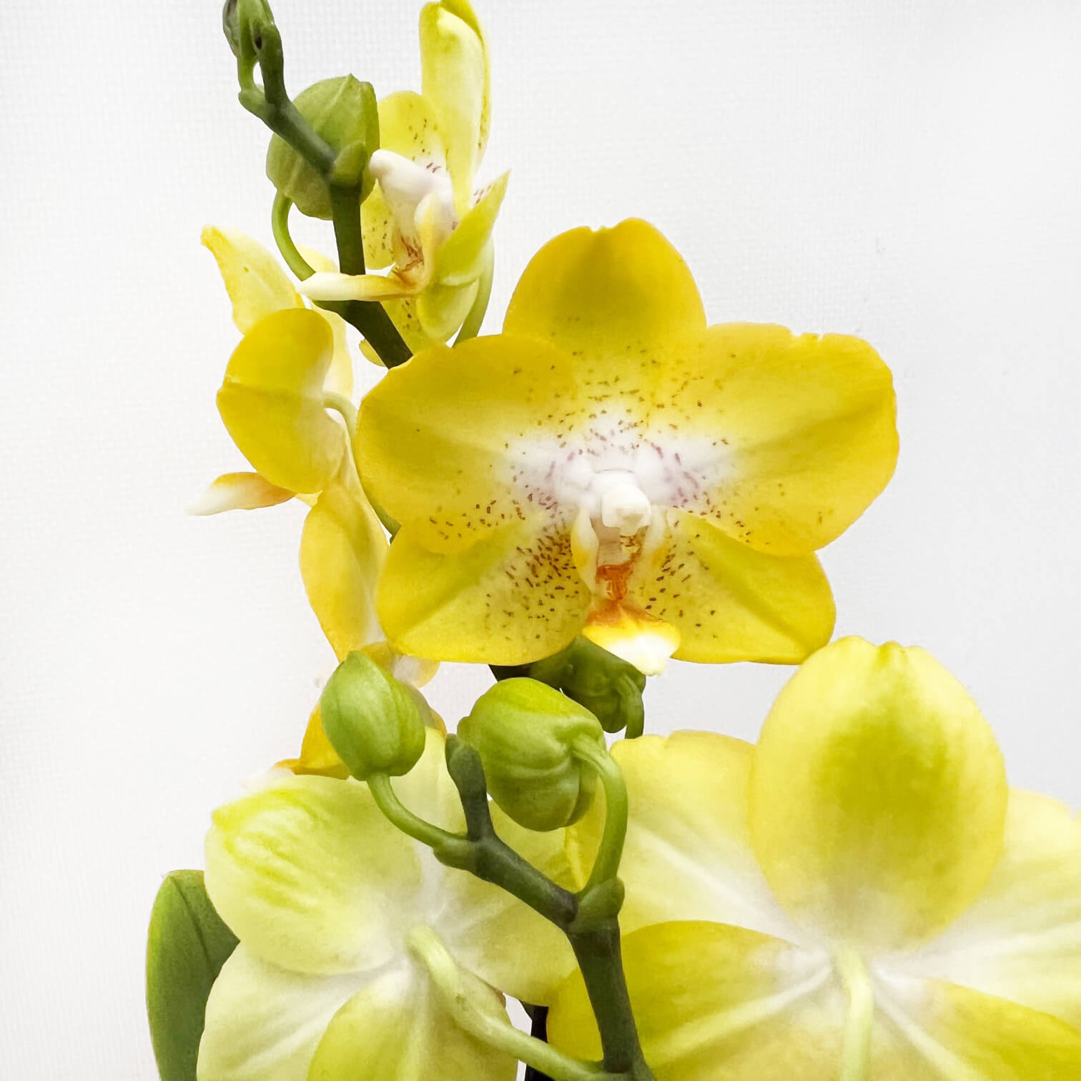 Mini Phalaenopsis 2 rami  / colore mix