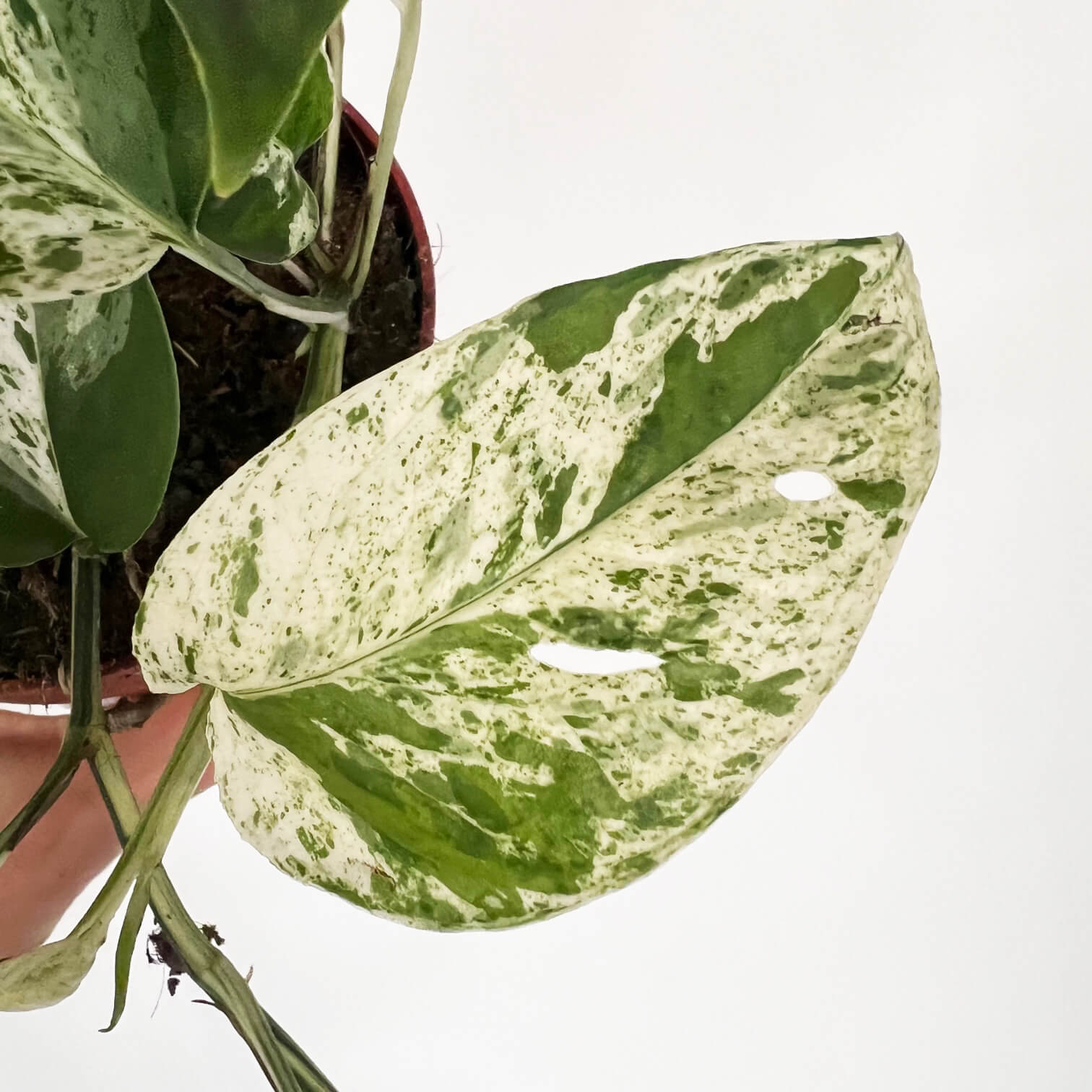 Epipremnum Pinnatum Marble Variegato