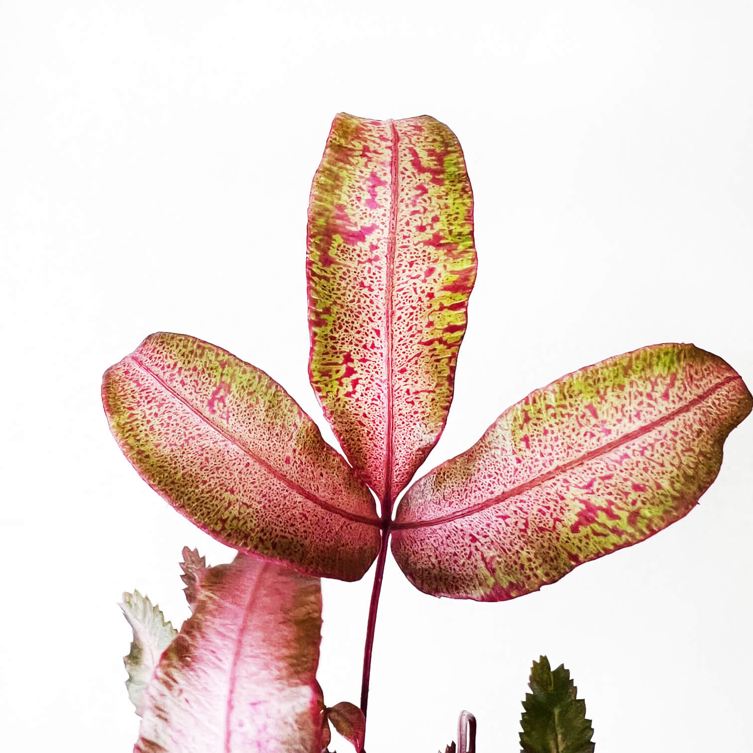 Pteris Cretica Albolineata Make Up