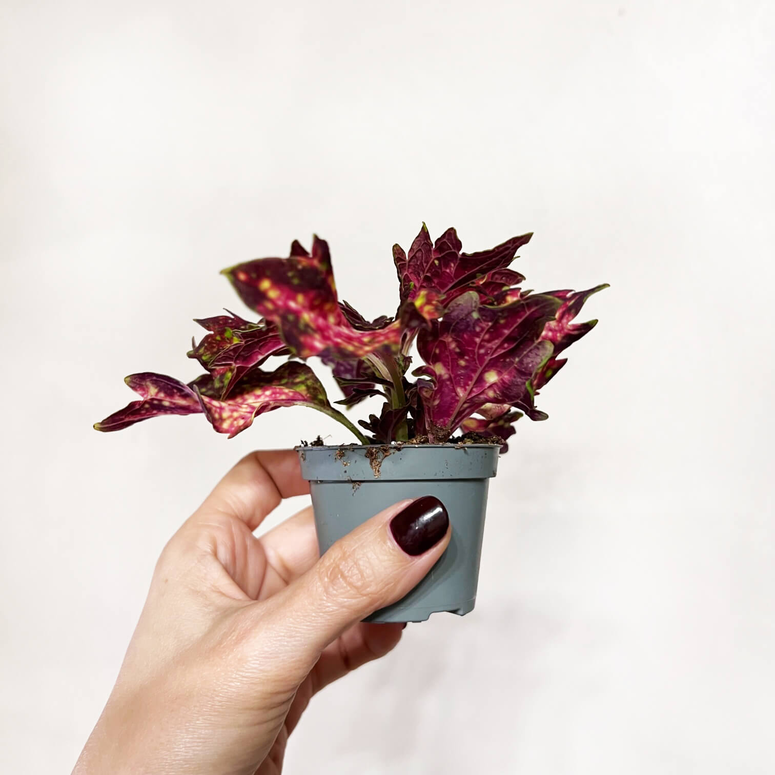 Coleus Space