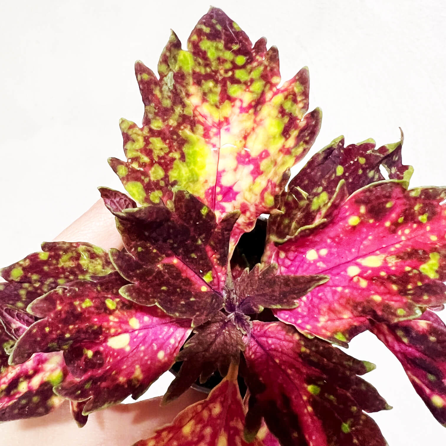 Coleus Space