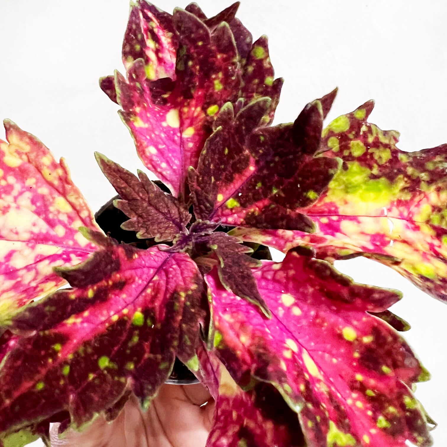 Coleus Space