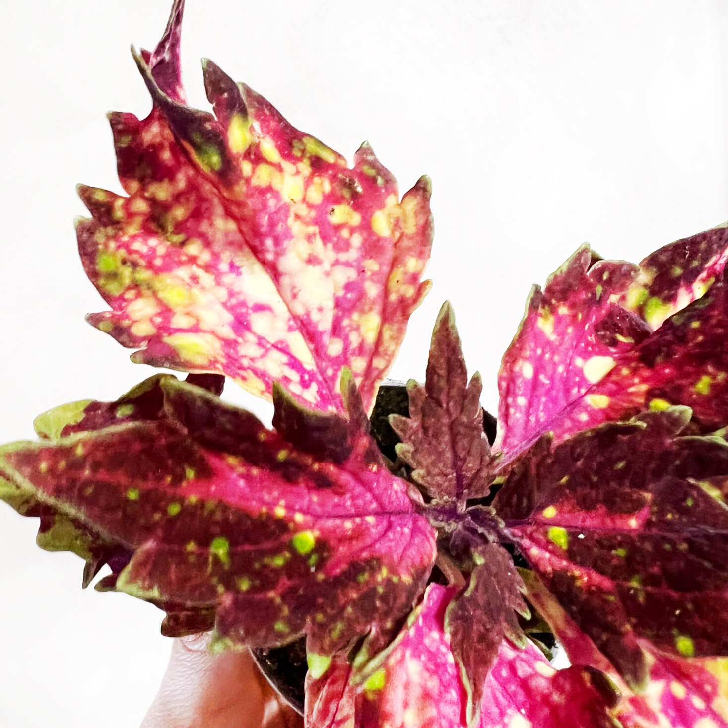 Coleus Space