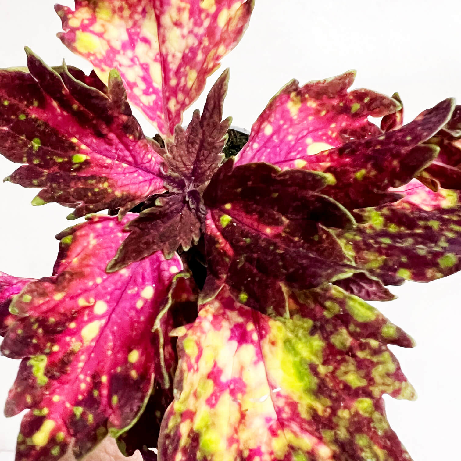 Coleus Space