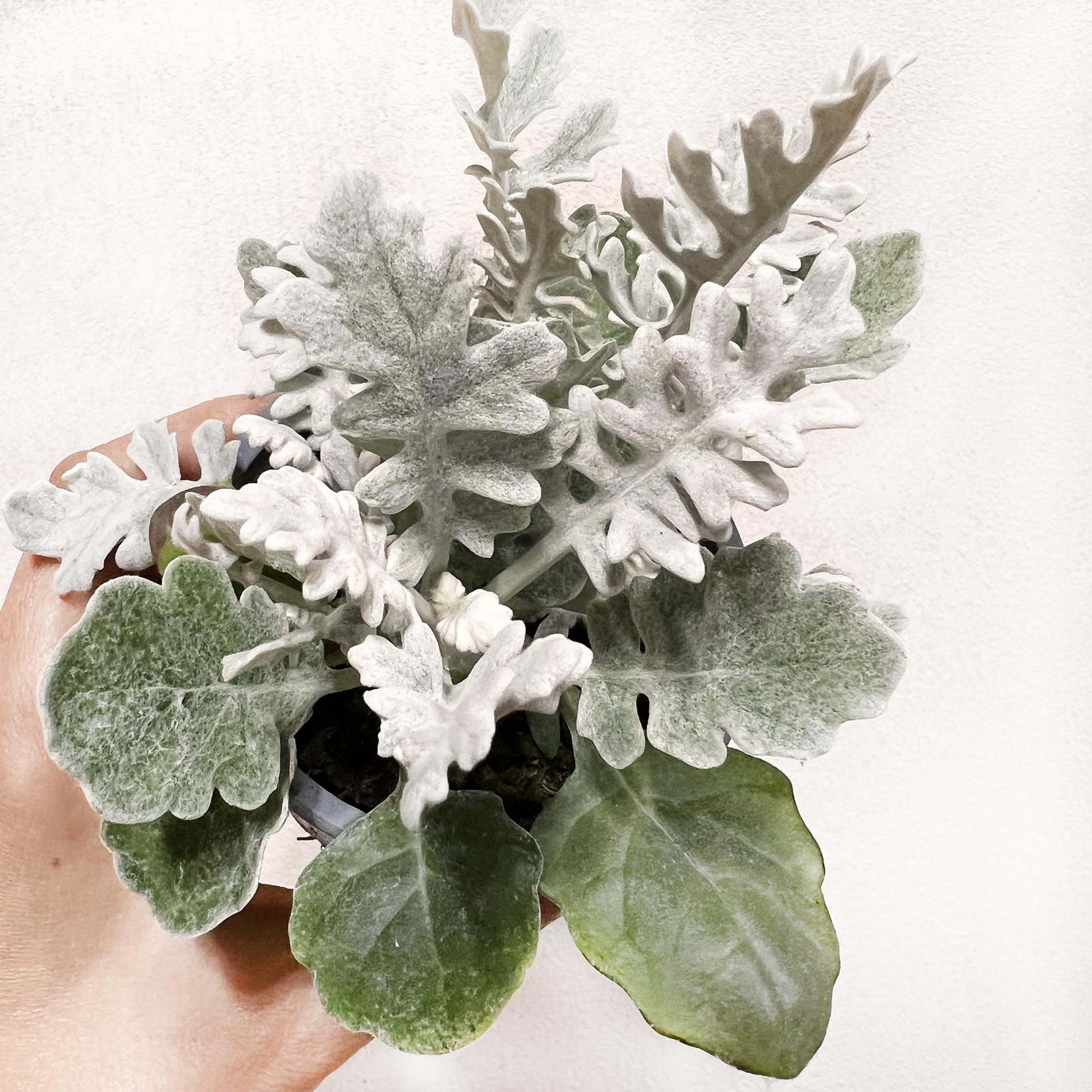 mini Cineraria Maritima