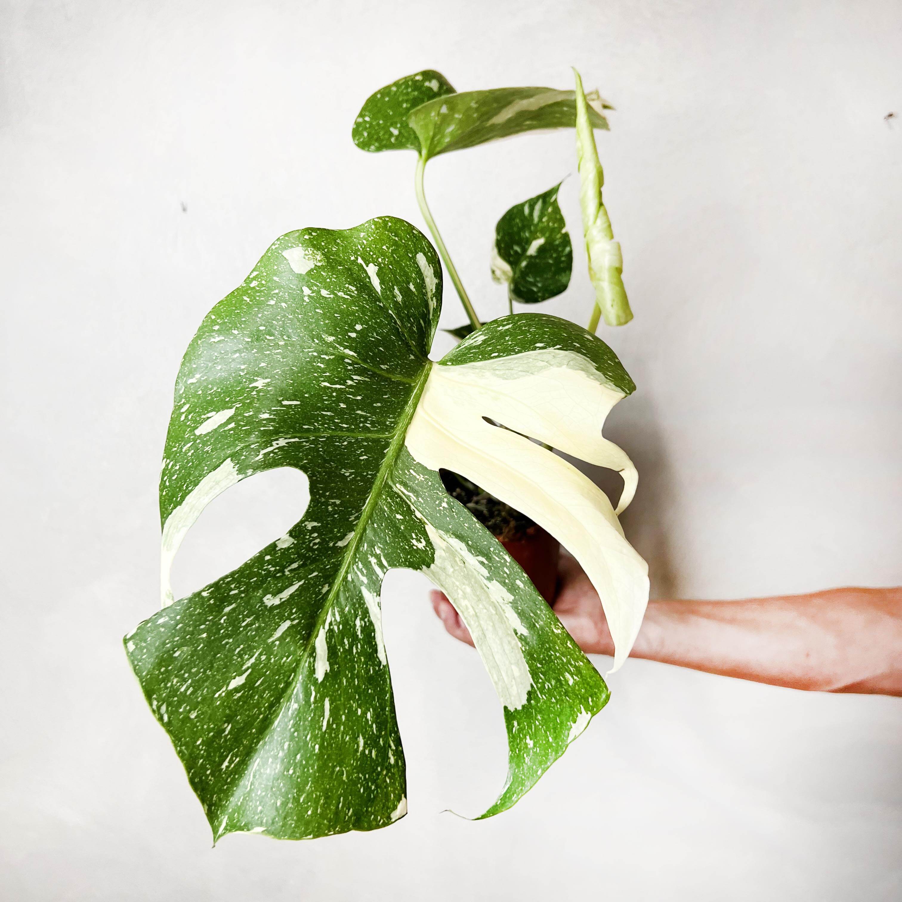 Monstera Thai Constellation