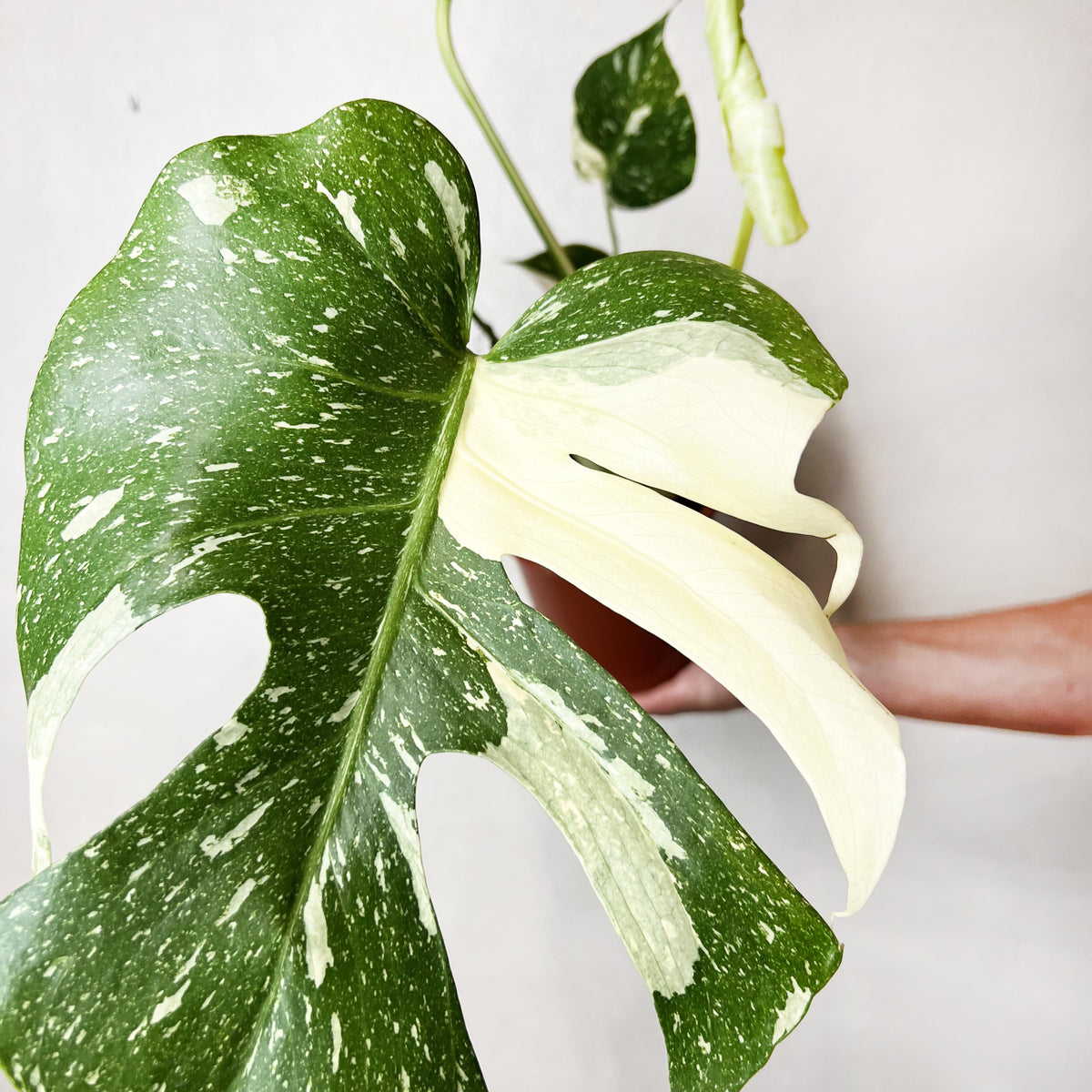 Monstera Thai Constellation
