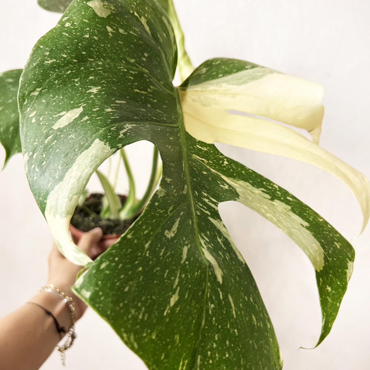 Monstera Thai Constellation